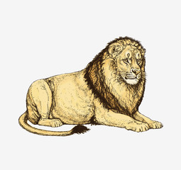 Pencil drawing of a lying lion 