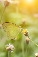 Fototapeta premium Flowers and butterflies on Morning Light