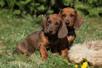 Adorable Dachshund puppy sitting in the garden