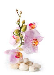 branch of pink orchids with zen stones on a white background