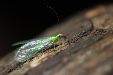Coleottero verde