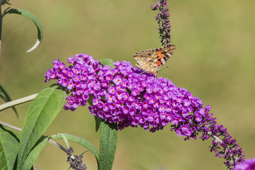 Schmetterling auf schmetterlingsflieder, Admiral, 