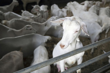 Fototapeta premium portrait of domestic white goat in stable with other goats in th