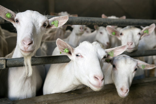 three goats stick their heads through bars of stable