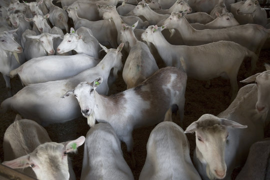 herd of white goats stand in dimly lit stable