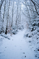 Winter forest with snow