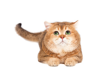 British gold ticked cat with green eyes on a white background.
