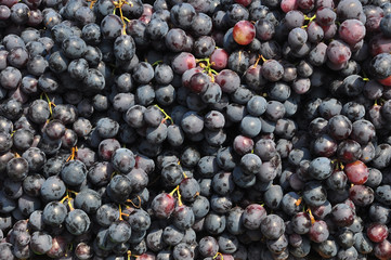 Black(purple) grapes at market.