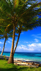 Palm trees on the beach in front of turquoise Caribbean sea