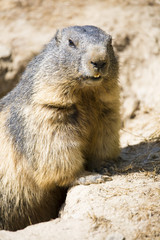 Marmotte