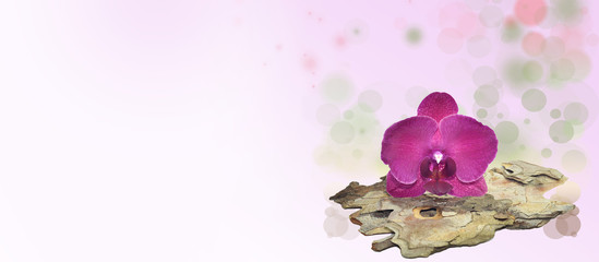 Pink orchid on a tree bark,bokeh header