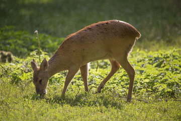 Chevreuil de Chine, cerf d'eau chinois