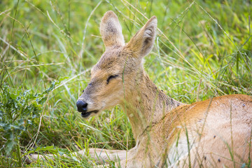 Chevreuil de Chine, cerf d'eau chinois