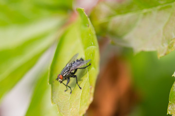 Stubenfliege sitzt auf Blatt, im Freien, Makro