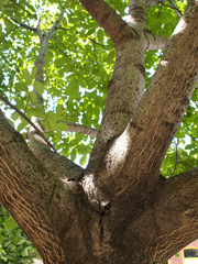 Large branches walnut textured bark in the foreground