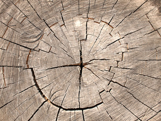 Top view of a brown cut tree