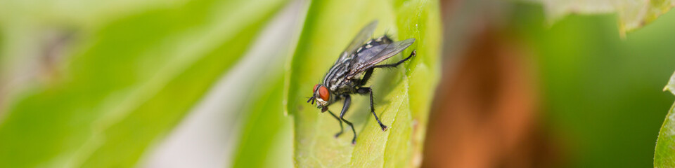 Stubenfliege sitzt auf Blatt, im Freien, Makro, Längsformat