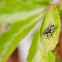 Stubenfliege sitzt auf Blatt, im Freien, Makro, quadratisch