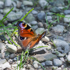 Tagpfauenauge, Schmetterling, quadratisch