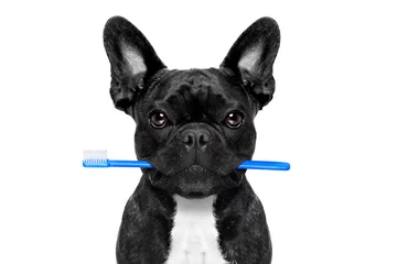 Papier Peint photo Chien fou chien brosse à dents dentaire