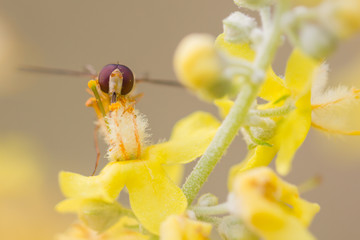 Biene, Makro auf gelber Blüte