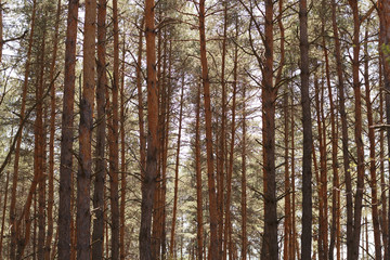 Pine forest