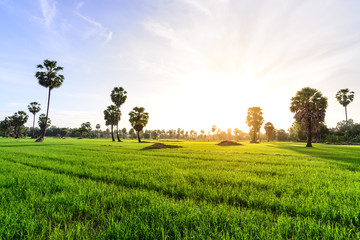 Rice field with palm tree background in morning, Phetchaburi Tha