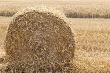 Strohballen auf einem Feld