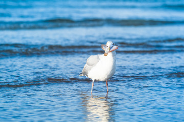 Freshly Caught / A seagull stand in the water with a flounder fish in the beak