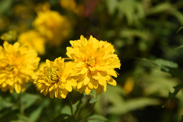 fiore giallo macro campo giardino profumo fiori 