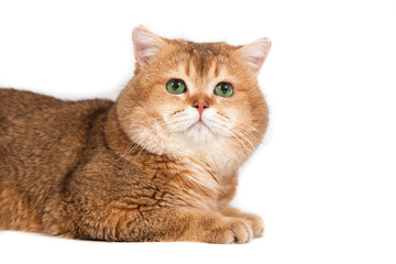 Obraz premium British gold ticked cat with green eyes on a white background.