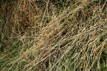 Trockenes Gras im Spätsommer
