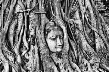Head of Buddha statue in Banyan Tree with black and white tone, Wat Mahathat, Ayutthaya, Thailand - Civilization collapse