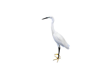 Egret looking for fish on white background