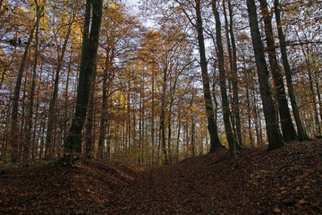 Fototapeta premium Herbstlicher Buchenwald