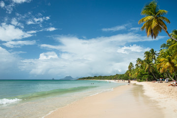 Longue plage martiniquaise bordée de cocotiers