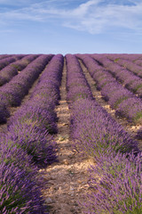 Beautiful fragrant lavender fields