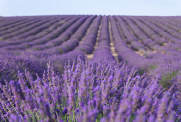Plakat Beautiful fragrant lavender fields