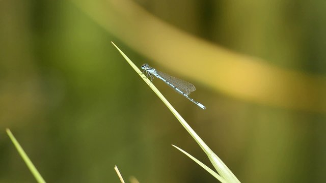 Hufeisen-Azurjungfer,Coenagrion puella