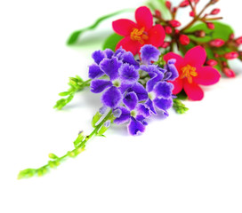  purple and red flowers. Isolated on white background