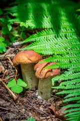 Two small boletus under the fern
