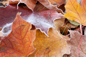 Close-up of frosted red and yellow autumn maple leaves