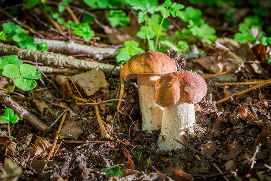 Two small boletus mushrooms in forest