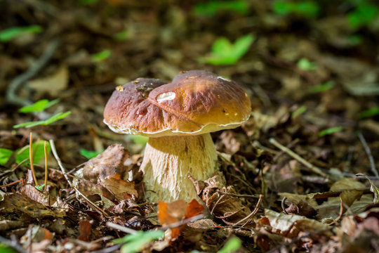 Boletus mushrooms in oak forest