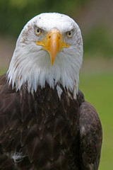 Weisskopfseeadler