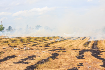 Fire on dry grass and trees inflated by a strong wind