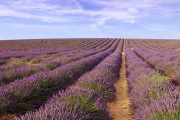 Naklejka na ściany i meble Beautiful fragrant lavender fields