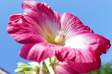 Blütenzauber zum Himmel