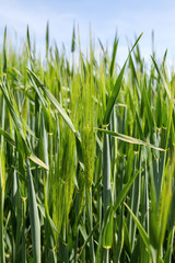 
Green wheat field
