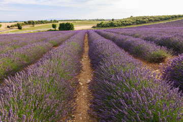 Plakat Beautiful fragrant lavender fields